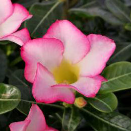 Rosa del desierto - Flores rosas